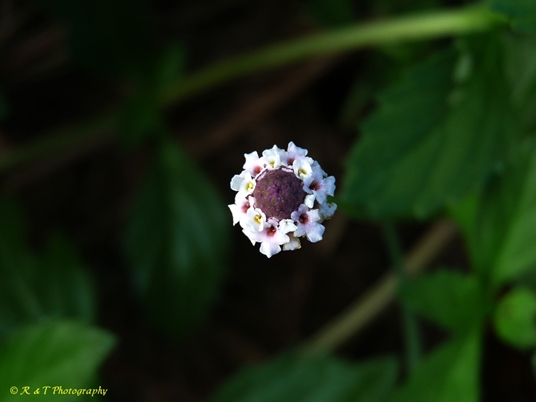 {Phyla lanceolata}